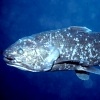 Coelacanthropy